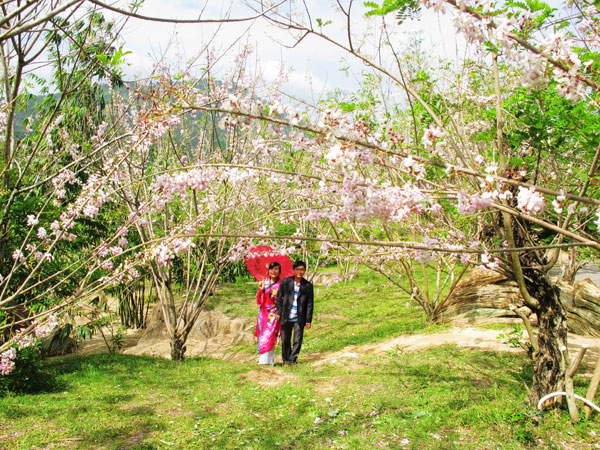 Vườn hoa anh đào Suối Thạch Lâm Nha Trang
